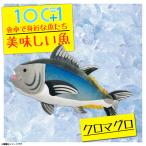 ぬいぐるみ クロマグロ 本マグロ 鮪 魚 HA012 0488 100+1 美味しい魚シリーズ 魚屋さん お寿司屋さん 海 釣り 太洋産業貿易 宅配便配送