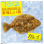 Yahoo! Yahoo!ショッピング(ヤフー ショッピング)ぬいぐるみ カレイ 鰈 魚 HA019 0556 100+1 美味しい魚シリーズ 魚屋さん お寿司屋さん 海 釣り 太洋産業貿易 宅配便配送