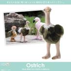 Yahoo! Yahoo!ショッピング(ヤフー ショッピング)ぬいぐるみ 鳥 ダチョウ だちょう SM018 9631 100+1 SKY アニマル 動物 リアル 太洋産業貿易 宅配便配送