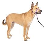 PetSafe домашнее животное safe jentoru Leader head цвет quick release (M глубокий лиловый )
