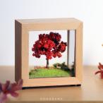 ジオラマフレームセット 四季の丘〜秋・あざやかな紅葉 ミニチュア アート作品 プレゼント LED 間接照明