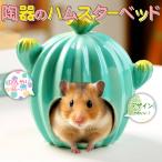 ゴールデンハムスターキンクマ鳥イン...