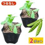 tsu. нет зажим ....NEXT рассада распродажа большой ... мясо толщина болезнь .. сильный посадочная машина веранда культивирование огород сельское хозяйство место прямая поставка ..9cm pot 