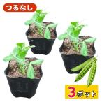 tsu. нет зажим ....NEXT рассада распродажа большой ... мясо толщина болезнь .. сильный посадочная машина веранда культивирование огород сельское хозяйство место прямая поставка ..9cm pot 