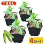 tsu. нет зажим ....NEXT рассада распродажа большой ... мясо толщина болезнь .. сильный посадочная машина веранда культивирование огород сельское хозяйство место прямая поставка ..9cm pot 