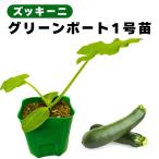  кабачок рассада зеленый лодка 1 номер реальный сырой рассада распродажа посадочная машина начинающий тоже ..... огород болезнь .. сильный сельское хозяйство место прямая поставка еда .9cm pot (1 шт )