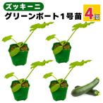  кабачок рассада 4 шт. комплект зеленый лодка 1 номер реальный сырой рассада распродажа посадочная машина начинающий тоже ..... огород болезнь .. сильный сельское хозяйство место прямая поставка еда .9cm pot (4 шт )