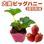  клубника рассада большой мед распродажа крупный болезнь .. сильный jumbo посадочная машина веранда культивирование огород сельское хозяйство место прямая поставка ..9cm pot . рассада клубника один сезон становится (2 шт )