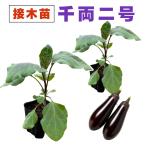  баклажан контактный . дерево рассада тысяч обе 2 номер 2 шт. комплект средний длина nas тысяч обе номер 2 распродажа посадочная машина начинающий тоже ..... огород nas баклажан ... овощи контактный дерево рассада сельское хозяйство место прямая поставка 9cm