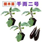  баклажан контактный . дерево рассада тысяч обе 2 номер 3 шт. комплект средний длина nas тысяч обе номер 2 распродажа посадочная машина начинающий тоже ..... огород nas баклажан ... овощи контактный дерево рассада сельское хозяйство место прямая поставка 9cm