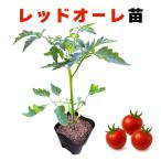 красный ole помидор рассада реальный сырой рассада .. в продаже шар начинающий тоже ..... огород болезнь .. сильный сельское хозяйство место прямая поставка 9cm pot 