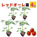  красный ole помидор рассада 4 шт. комплект реальный сырой рассада .. в продаже шар начинающий тоже ..... огород болезнь .. сильный сельское хозяйство место прямая поставка 9cm pot 
