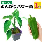  зеленый перец рассада .... энергия jumbo распродажа посадочная машина даже новичок ..... огород овощи реальный сырой рассада сельское хозяйство место прямая поставка 9cm pot 