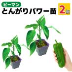  зеленый перец рассада .... энергия 2 шт. комплект jumbo распродажа посадочная машина даже новичок ..... огород овощи реальный сырой рассада сельское хозяйство место прямая поставка 9cm pot 