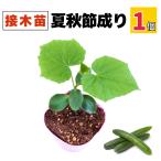  огурец контактный дерево рассада лето осень ... много реальный . лето ...... теплота . сильный распродажа посадочная машина культивирование возможность начинающий огород болезнь .. сильный сельское хозяйство место прямая поставка 10.5cm pot (1 шт )