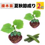  огурец контактный дерево рассада лето осень ... много реальный . лето ...... теплота . сильный распродажа посадочная машина культивирование возможность начинающий огород болезнь .. сильный сельское хозяйство место прямая поставка 10.5cm pot (2 шт )