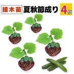  огурец контактный дерево рассада лето осень ... много реальный . лето ...... теплота . сильный распродажа посадочная машина культивирование возможность начинающий огород болезнь .. сильный сельское хозяйство место прямая поставка 10.5cm pot (4 шт )