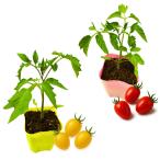  Aiko рассада комплект ( Aiko рассада ×1 шт желтый Aiko рассада ×1 шт ) мини помидоры реальный сырой рассада .. распродажа посадочная машина начинающий ..... огород болезнь .. сильный сельское хозяйство место прямая поставка 9cm pot 