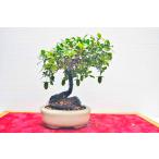 ★★★お薦め　ミニ素材　常盤柿（と...