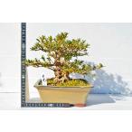 手のひら盆栽もみじの森の画像6