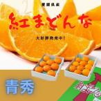 「お歳暮 」みかん 紅まどんな 【青秀】 3L〜4L(約3kg) JA全農えひめのオリジナル品種　　現在予約受付中・発送は12月上旬から。