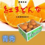 「お歳暮 」みかん 紅まどんな 【青秀】 3〜4L(約5kg) JA全農えひめのオリジナル品種