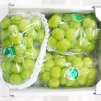 瀬戸ジャイアンツ 訳あり!【家庭用】 3〜5房(2kg)【送料無料※但し 北海道沖縄・別途1500円】
