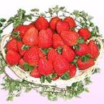 予約販売！発送は11月下旬から！真っ赤な大粒いちご ビックリバスケット (約1kg)　【岡山県産】【送料無料※但し・北海道・沖縄別途￥1500】