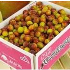 予約販売！小梅 パープルクィーン 【秀品】 2Lサイズ 約4kg ＪＡ紀南オリジナル品種 和歌山県産【送料無料※但し北海道・沖縄　別途￥１５００】