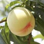 産直品 岡山白桃「水蜜桃・白鳳種」 【ロイヤル】 5〜6個 1.4kg 糖度12度以上【送料無料但し※別途北海道・沖縄¥1500】