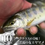 【送料無料】渓流の女王 ヤマメ｜ヤマメ 山女魚 山女 やまめ 川魚 日本産 国産 栃木県産【WS】