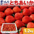 いちご 苺 とちあいか　ぎっしり詰め1.2kg x 1箱　／栃木県産 Tちゃん いちご 苺 イチゴ 送料無料 農家 直送 不揃い 【BK】1104-70005610