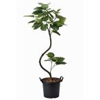 フェイクグリーン 人工観葉植物 大型 インテリア 光触媒 観葉植物　インテリアウンベラータ1.65m リアル おしゃれ