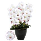  photocatalyst . butterfly orchid ( artificial flower. . butterfly orchid ) celebration also . butterfly orchid se lease W/AB,....* conditions attaching 