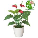  искусственная зелень человеческий труд декоративное растение интерьер фотокаталитический декоративное растение свежий Anne s дракон m настоящий модный искусственный цветок ....* условия есть 