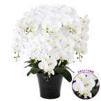 光触媒 胡蝶蘭  造花の胡蝶蘭 フレッシュ胡蝶蘭8本立Ｗ (開店・開院・開業 お祝い用 豪華 リアル)