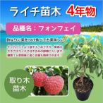 ◎ライチ 苗木 栽培 フォンフェイ 取り木 苗 4年もの ホンフェイ