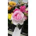 バラ苗　強香　イブ交配　プリティカレン（kn３０-１３１）４号　今井ナーセリー　切り花品種接ぎ木（植え替えず１１〜４月除き３〜４カ月で定植可能）１９