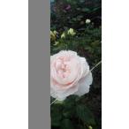 バラ苗　強香　シェリル４号　今井清作出　切り花品種接ぎ木（植え替えず１１〜４月除き３〜４カ月で定植可能　マニュアル必読）１９