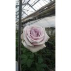 バラ苗　シオン４号　今井ナーセリー　切り花品種接ぎ木（植え替えず１１〜４月除…
