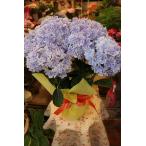 ２０アジサイ（苗・鉢・開花株・母の日ギフト予約商品）万華鏡ブルー５号底面給水鉢（ご希望でラッピンぐ込み）