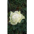 バラ苗　房咲性　白波４号　今井清作出　切り花品種接ぎ木（植え替えず１１〜４月除き３〜４カ月で定植可能　マニュアル必読）２１