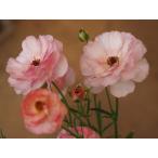 la наан kyula слаксы venus 3.5 номер длинный pot 1 АО (. сделка товар рассада весна цветение предположительно АО .. тоже включение в покупку OK крепкий . лето прийти осень .. рассада A2)25A2