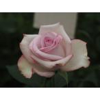 バラ苗　nak7423　４号接ぎ木（植え替えず１１〜４月除き３〜４カ月で定植可能）２５