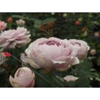 バラ苗　ピリア　パープル　矮性　４号接ぎ木（植え替えず１１〜４月除き３〜４カ月で定植可能）２５