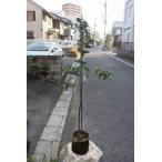 オリーブの木(オリーブ苗木) ノチェッラーラ デル ベリーチェ(接ぎ木)(イタリアSナーセリー) バック6号鉢