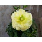 ラナンキュラス　ラックス　アルバ３．５号ロングポット１株（苗　幾つでも同梱OK　予約商品　２月下旬発送予定　蕾予定　A2）26A2