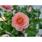 ラナンキュラス　ラックス　リーベラ４号ポット１株（