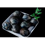 . передний море производство красный . очень большой 2 kilo 