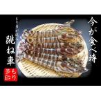 えび、天然 活 車エビ（くるまえび）特大（5〜10尾・500g入）